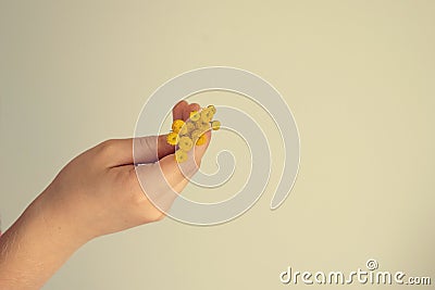 Small original yellow flower kept in the hand of a child on a light background Stock Photo