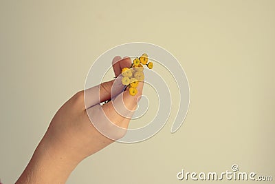 Small original yellow flower kept in the hand of a child on a light background Stock Photo