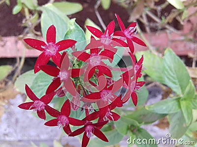 Beautiful small red flowers close up Stock Photo