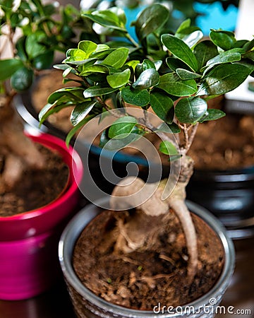 Beautiful small Serissa Bonsai Tree Stock Photo