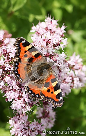 A beautiful Small Tortoiseshell Butterfly Aglais urticae nectaring on a flower with its wings open. Stock Photo