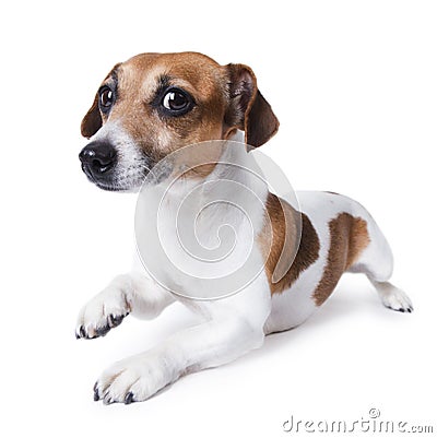 Beautiful small white dog crawls Stock Photo