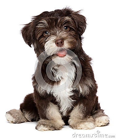 A beautiful smiling chocholate havanese puppy dog Stock Photo