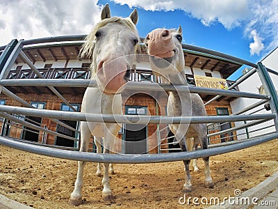 Beautiful smiling horses Editorial Stock Photo