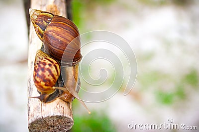 Beautiful Snail Stock Photo