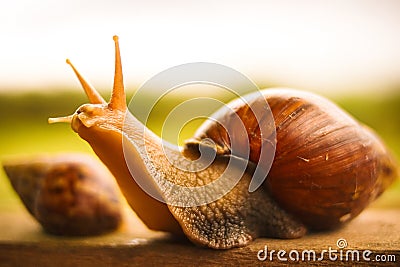 Beautiful Snail Stock Photo