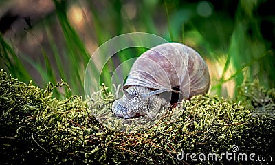 A beautiful snail climbs the grass in the garden Stock Photo