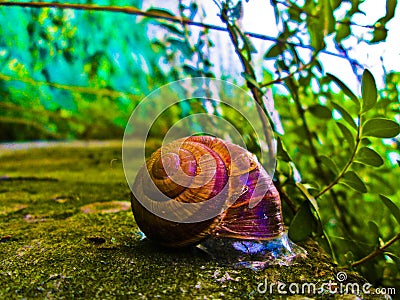 Snail on a concrete wall. Stock Photo