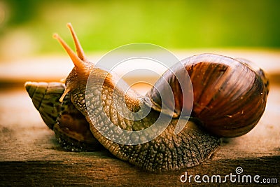 Beautiful Snail Stock Photo