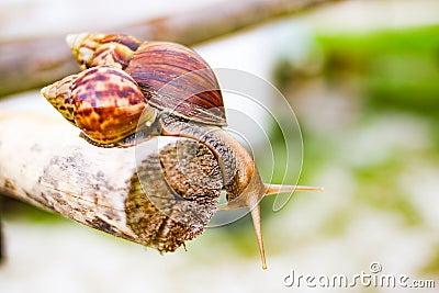 Beautiful Snail Stock Photo