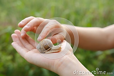 beautiful snail sitting on child's hand, Fostering connection between children Stock Photo