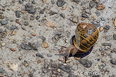 Beautiful Snail walking on the rock pavement surface. Stock Photo