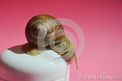 a beautiful snail on a white jar for cream Stock Photo