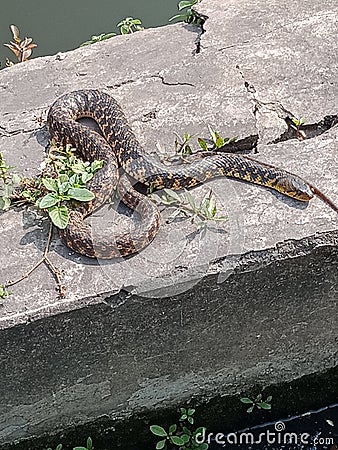 Beautiful snake came out of water for basking in the sunlight Stock Photo