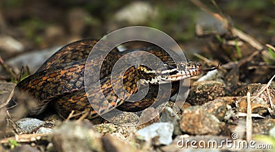 Beautiful snake on ground with the tongue, Mountain keelback Stock Photo