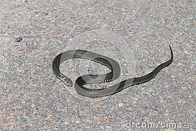 Beautiful snake resting in the sun Stock Photo