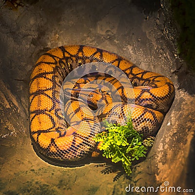 Beautiful snake showcase in the zoo Stock Photo