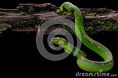 Beautiful snake Stock Photo