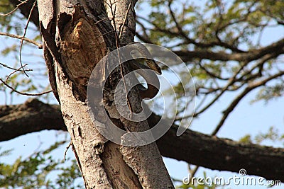 Beautiful Snake in woods Stock Photo