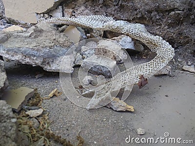 Beautiful Snakeskin Shed from a wild snake Stock Photo