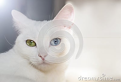 Beautiful snow-white pedigreed cat with amazing different multi-colored eyes on a sunny day. Stock Photo