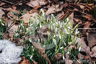 Beutiful first snowdrops closeup view. Spring landscape.Melting snow Stock Photo