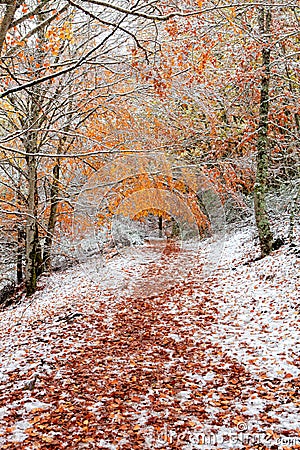 Beautiful snowy forest Stock Photo