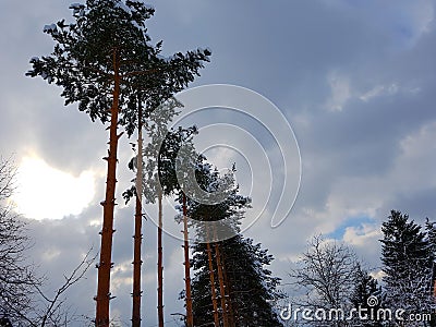 Beautiful snowy pine trees Stock Photo