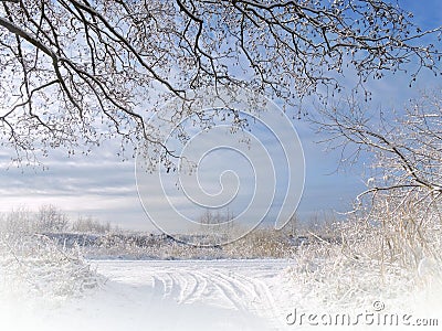 Beautiful snowy trees Stock Photo