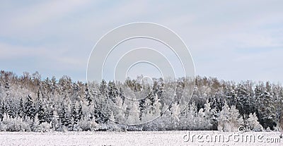 Beautiful snowy trees Stock Photo