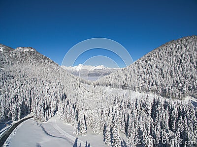 Beautiful Snowy Winter Forest Stock Photo