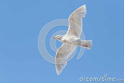 Beautiful soaring white seagull against the blue sky Stock Photo