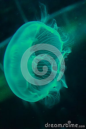 Beautiful soft blue jellyfish glowing in the dark Stock Photo