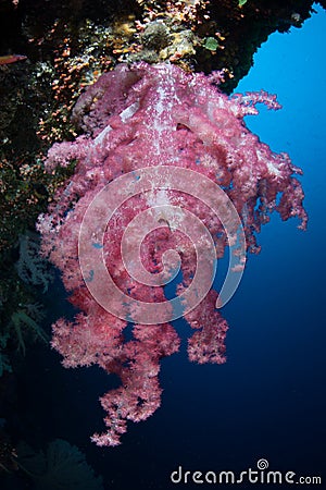 Beautiful Soft Coral in Republic of Palau Stock Photo