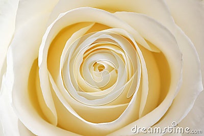 Beautiful soft fresh white rose Stock Photo