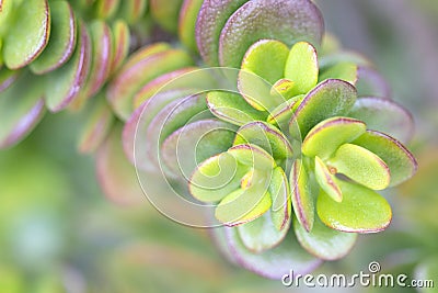 Beautiful succulent soft focus macro image. Green plant background Stock Photo