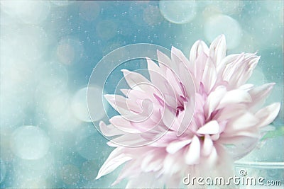 A beautiful soft pink flower. Stock Photo