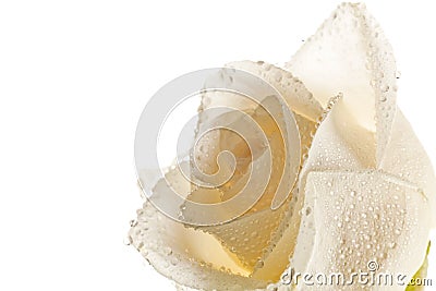 Beautiful Soft Rose Stock Photo