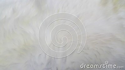 Softness of pure white wool Stock Photo