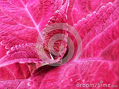 Beautiful solid red coleus Stock Photo