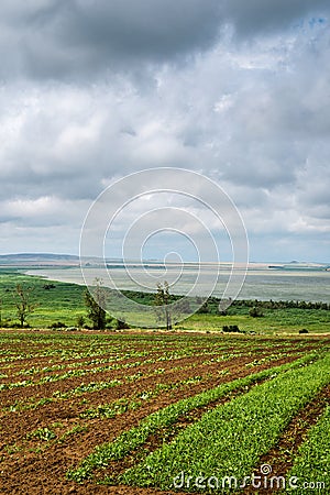 Beautiful southern landscape with field and clouds Stock Photo