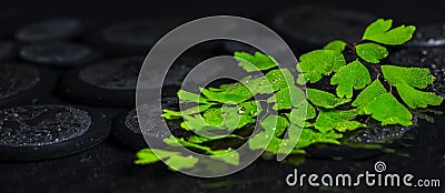 beautiful spa background of green twig Adiantum fern on zen basalt stones with drops, panorama Stock Photo