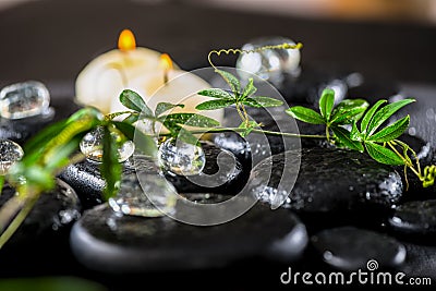beautiful spa background of green twig passionflower with tendril, ice and candles on zen basalt stones with drops, closeup Stock Photo
