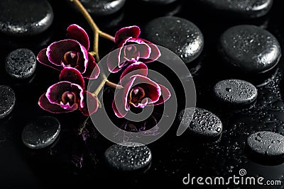 Beautiful spa concept of dark cherry orchid flower on black zen Stock Photo
