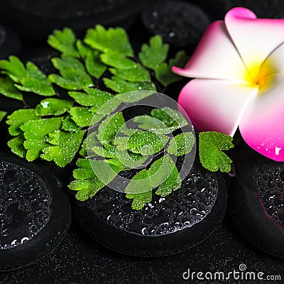 Beautiful spa concept of green branch Adiantum fern, plumeria fl Stock Photo