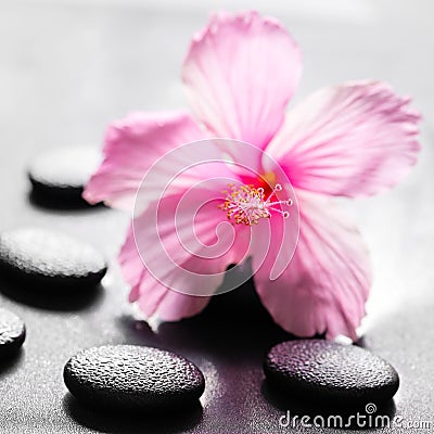 beautiful spa concept of pink hibiscus flower on zen basalt stone with drops, closeup Stock Photo