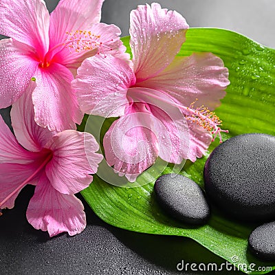 Beautiful spa concept of pink hibiscus flowers and zen basalt st Stock Photo