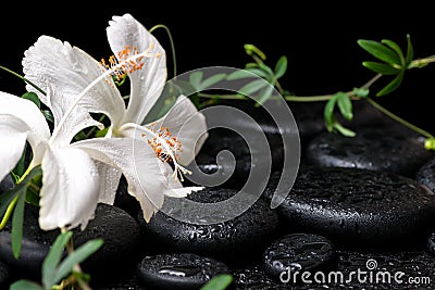 Beautiful spa still life of blooming white hibiscus, green twig Stock Photo