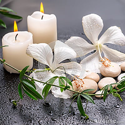 Beautiful spa still life of delicate white hibiscus, twig passionflower, stones with drops, candles on black background, closeup Stock Photo