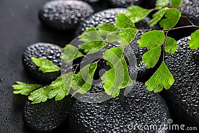 beautiful spa still life of green twig Adiantum fern on zen basalt stones with dew, closeup Stock Photo